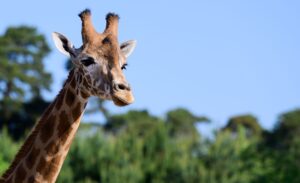 Im weitläufigen Zoo im niedersächsischen Hodenhagen leben drei Giraffenarten getrennt voneinander. Das ist nach Angaben des Serengeti-Parks einmalig.