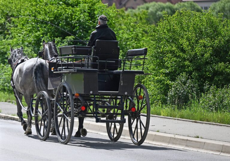 Ihre Route führte die Tiere am Sonntag unter anderem über den viel besuchten Markplatz, ehe es in einer Seitengasse zu dem Zusammenstoß mit einem Auto kam. (Symbolbild) Foto: Bernd Weißbrod/dpa
