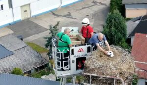Die Feuerwehr rückt an, um Jungstörche zu beringen