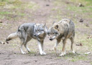 Die EU-Länder haben die Änderung des Schutzstatus des Wolfes angenommen. (Archivbild)