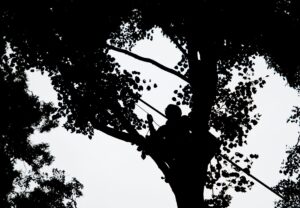 Die Baumblüte lässt eine reiche Samenernte erwarten. Im Sommer kommen voraussichtlich wieder Zapfenpflücker zum Einsatz. (Archivbild)