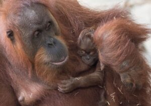 2018 gab es Nachwuchs im Frankfurter Zoo. (Archivbild)