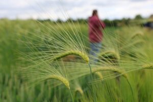 Die Landwirtschaft in Sachsen-Anhalt kämpft mit den Folgen des Klimawandels.
