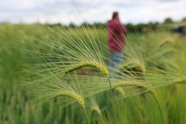 Die Landwirtschaft in Sachsen-Anhalt kämpft mit den Folgen des Klimawandels. Foto: Matthias Bein/dpa