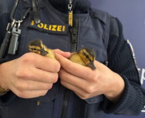 Polizisten haben fünf verwaiste Entenküken gerettet - zwei davon hält ein Beamter in der Hand.