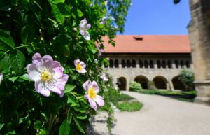Die berühmteste Rose Hildesheims erstrahlt wieder.