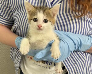 Das Katzenbaby saß in einem Pappkarton.