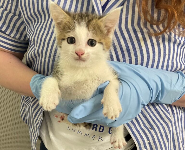 Das Katzenbaby saß in einem Pappkarton. Foto: Polizeipräsidium Südhessen/dpa