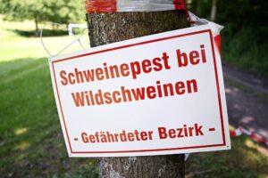 Zur Eindämmung der Tierseuche gelten rund um den Fundort der toten Wildschweine besondere Auflagen für Tierhalter, Spaziergänger und Jäger (Archivbild)