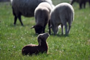 Laut einer Sprecherin des Umweltministeriums wurden 76 Tiere getötet. (Symbolbild)