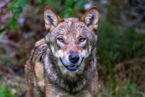 In der Regierungskoalition in Bayern gibt es Streit um den Umgang mit dem Wolf. (Archivbild)