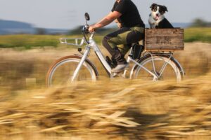 Auf dem Rad statt querfeldein: Hohes Gras und Getreidefelder sind im Sommer tabu für Vierbeiner.