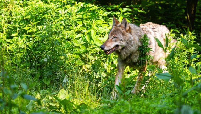Im Streit um den Umgang mit dem Wolf ist in Brandenburg kein schnelles Ende in Sicht. (Archivbild)  Foto: Philipp Schulze/dpa
