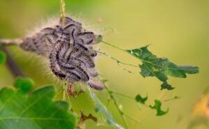 Die Haare des Eichenprozessionsspinners können zu Hautausschlägen führen. Mit winzigen Fadenwürmern wird der Schädling vielerorts bekämpft.
