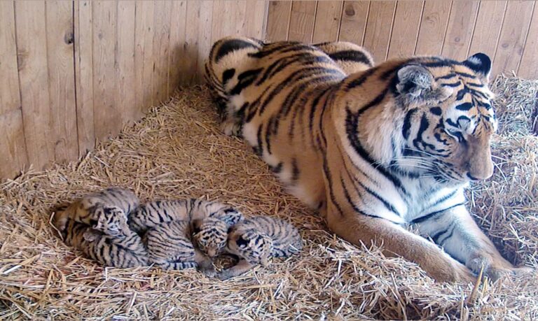 Nach der Geburt starb nun eines der fünf Jungtiere. (Archivbild) Foto: ---/Zoo Magdeburg/dpa