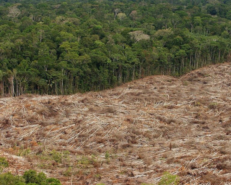 Abholzung des Regenwalds im Amazonasgebiet in Brasilien. Foto: Marcelo Sayao/epa efe/dpa