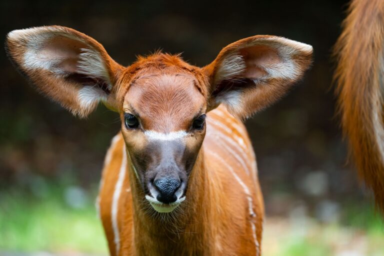 Einen Namen hat das Jungtier bisher nicht. Foto: Birger Meierjohann/Wilhelma Stuttgart/dpa
