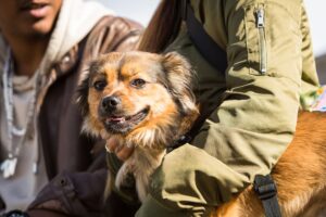 Auch Hunde können an Demenz erkranken – doch mit den richtigen Methoden können Halter vorbeugen.