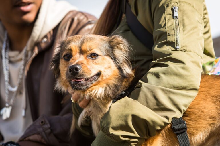 Auch Hunde können an Demenz erkranken – doch mit den richtigen Methoden können Halter vorbeugen. Foto: Christin Klose/dpa-tmn