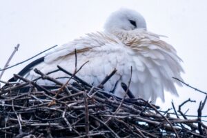 Um wenigstens einige Jungen durchzubringen, werfen manche Storchen-Eltern Küken aus dem Nest. (Archivbild)