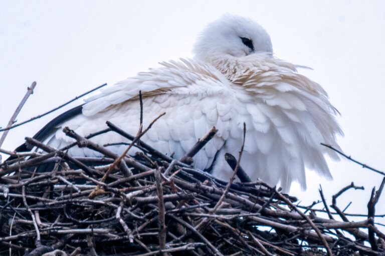 Um wenigstens einige Jungen durchzubringen, werfen manche Storchen-Eltern Küken aus dem Nest. (Archivbild) Foto: Pia Bayer/dpa