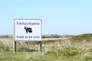 Auf dem Ellenbogen in List (Sylt) sind mindestens zehn Schafe und Lämmer getötet worden. (Archivbild)