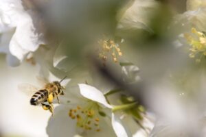 Ausgewachsene Bienen können nicht erkranken, aber die Krankheit verbreiten, wodurch es zum Massensterben von Bienenvölkern kommen kann (Symbolbild).