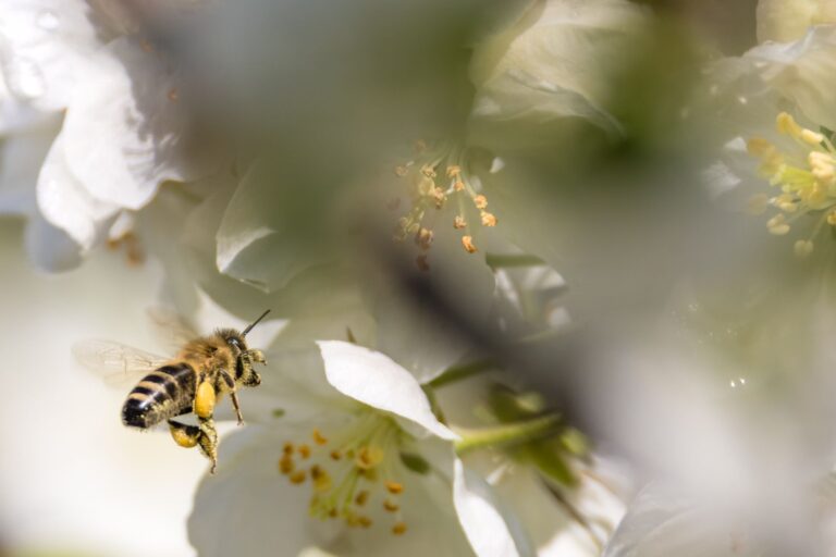 Ausgewachsene Bienen können nicht erkranken, aber die Krankheit verbreiten, wodurch es zum Massensterben von Bienenvölkern kommen kann (Symbolbild). Foto: Frank Hammerschmidt/dpa