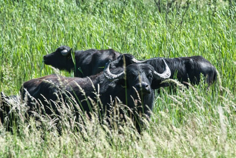 Ein ausgewachsener Bulle kann mehr als eine Tonne wiegen.  Foto: Paul Zinken/dpa