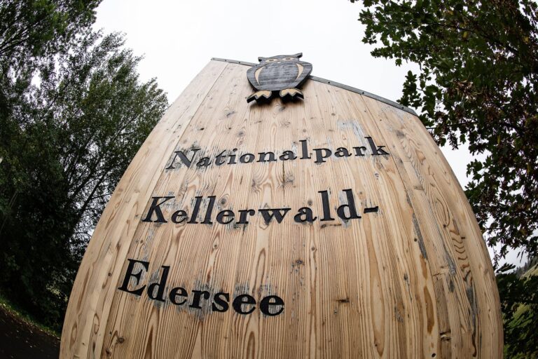 Zwei weitere Arten seltener Urwaldkäfer sind im Nationalpark entdeckt worden. (Archivbild) Foto: Swen Pförtner/dpa