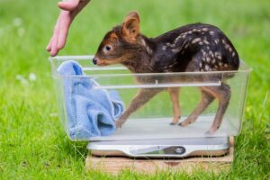 Der Kölner Zoo meldet Nachwuchs bei den Südpudus, die zu den kleinsten Hirscharten auf der Erde zählen.