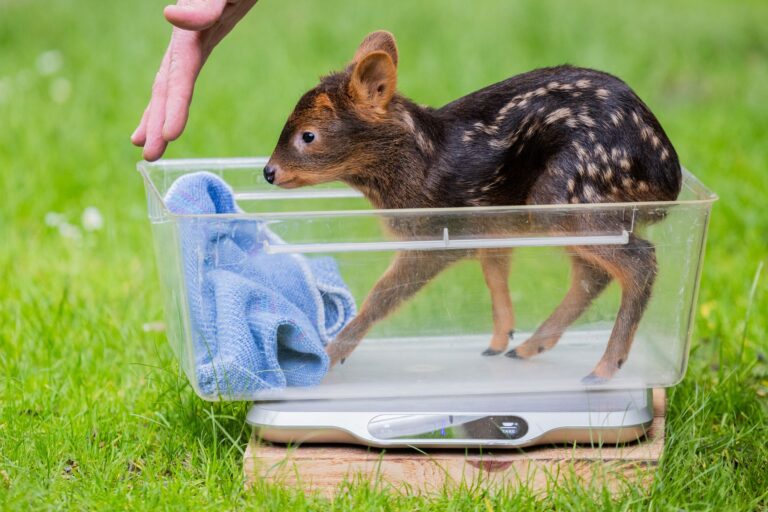 Der Kölner Zoo meldet Nachwuchs bei den Südpudus, die zu den kleinsten Hirscharten auf der Erde zählen.  Foto: Rolf Vennenbernd/dpa