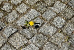 Selbst in Großständen wie Berlin nisten bestimmte Insektenarten zwischen den Fugen (Archivbild).