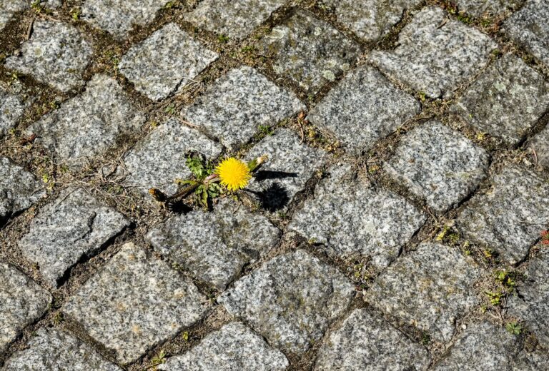 Selbst in Großständen wie Berlin nisten bestimmte Insektenarten zwischen den Fugen (Archivbild). Foto: Jens Kalaene/dpa-Zentralbild/ZB