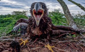 Ein junger Seeadler sitzt in seinem Horst.