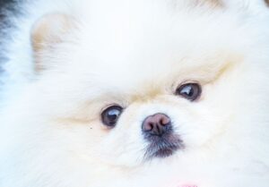 Die Beauftragte rät vom Hundekauf im Internet ab. (Archivbild)