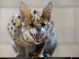 Bei dem bei Schwaan gesichteten Tier könnte es sich um einen Serval handeln. (Archivfoto)