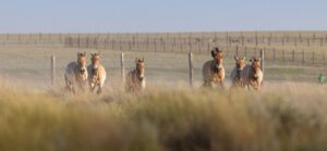 Przewalski-Pferde werden in die Wildnis entlassen.