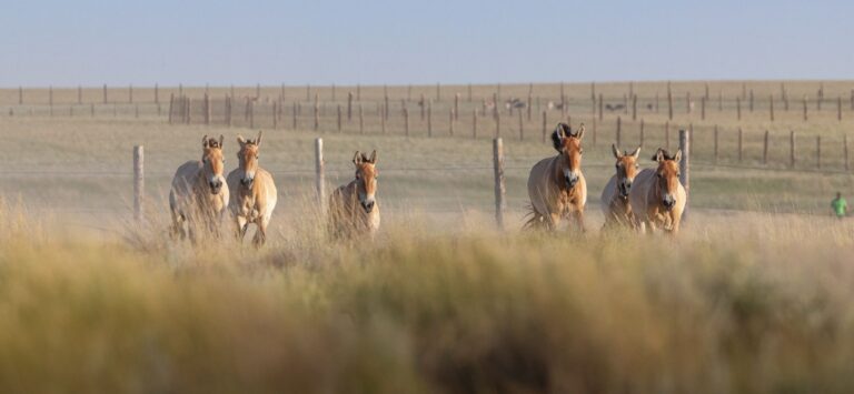 Przewalski-Pferde werden in die Wildnis entlassen.  Foto: Miroslav Bobek/Zoo Prag/dpa