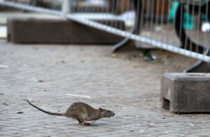 Ratten gelten als Krankheitsüberträger. (Archivbild)