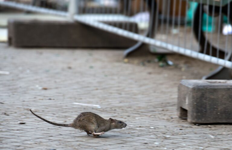 Ratten gelten als Krankheitsüberträger. (Archivbild) Foto: Bernd von Jutrczenka/dpa