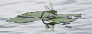 Für Insekten sind Pyrethroide, die unter anderem in Pflanzenschutzmitteln stecken, besonders gefährlich. (Archivbild)
