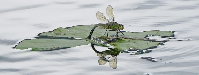 Für Insekten sind Pyrethroide, die unter anderem in Pflanzenschutzmitteln stecken, besonders gefährlich. (Archivbild) Foto: Niall Carson/PA Wire/dpa