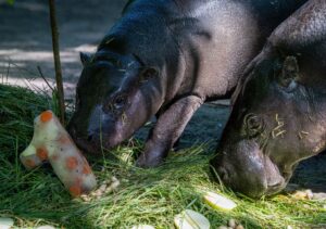 Im natürlichen Lebensraum verlassen Zwergflusspferde ihre Mutter mit zehn, elf Monaten.