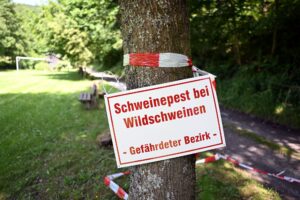 Drei weitere tote Wildschweine im Kreis Olpe waren mit der Afrikanischen Schweinepest infiziert. (Archivbild)