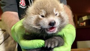 Gesundheitscheck für den Panda-Nachwuchs im Tierpark Görlitz.