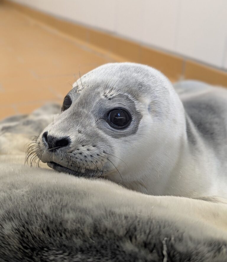 Die Seehundstation kümmert sich jedes Jahr um mehr als 150 kranke, mutterlose oder verletzte Seehunde. Foto: Seehundstation Norddeich/dpa