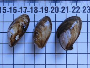 Nur wenige Zentimeter groß, aber ein großes Problem für das Ökosystem heimischer Seen: Die invasive Quaggamuschel.