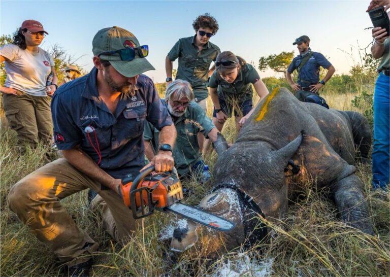 Einem Nashorn wird vorsorglich das Horn abgesägt. (Handout) Foto: ---/Greater Kruger Environmental Protection Foundation/dpa
