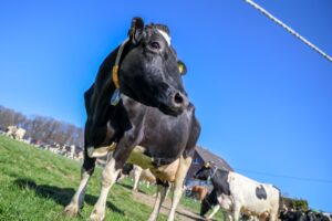 Aus einem Betrieb in Mecklenburg-Vorpommern wurde Bullensperma gestohlen. (Symbolbild)